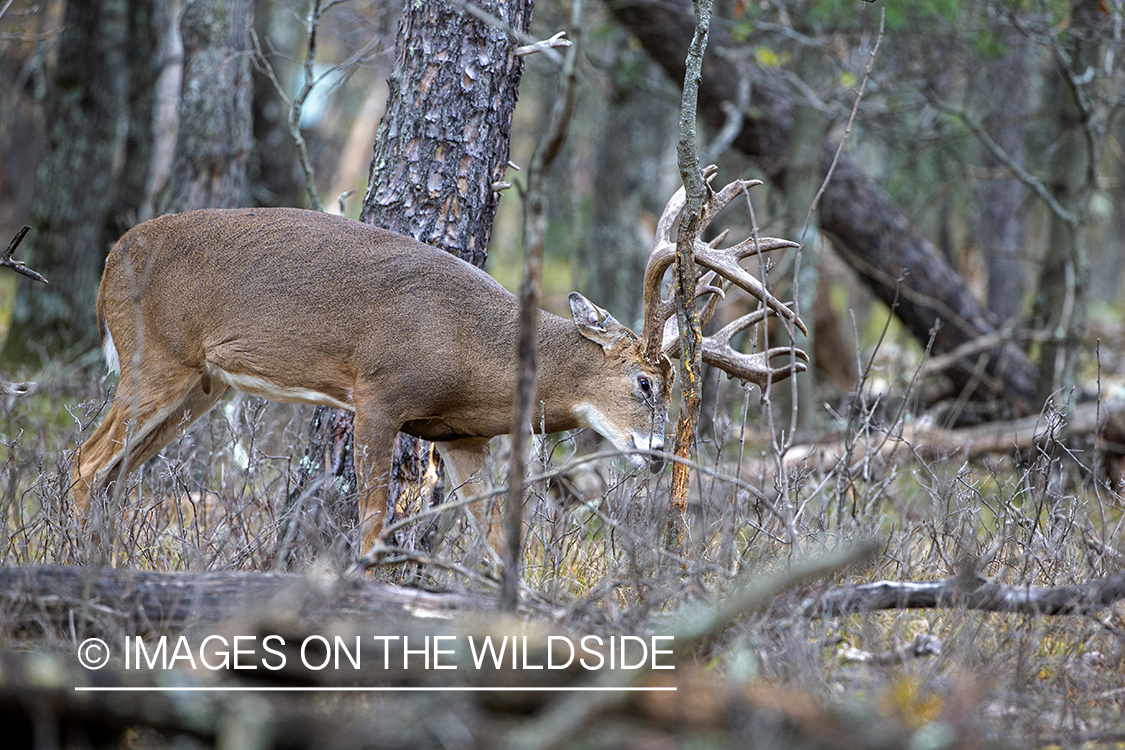 White-tailed buck making scrape.