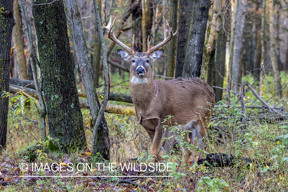 White-tailed buck in field.