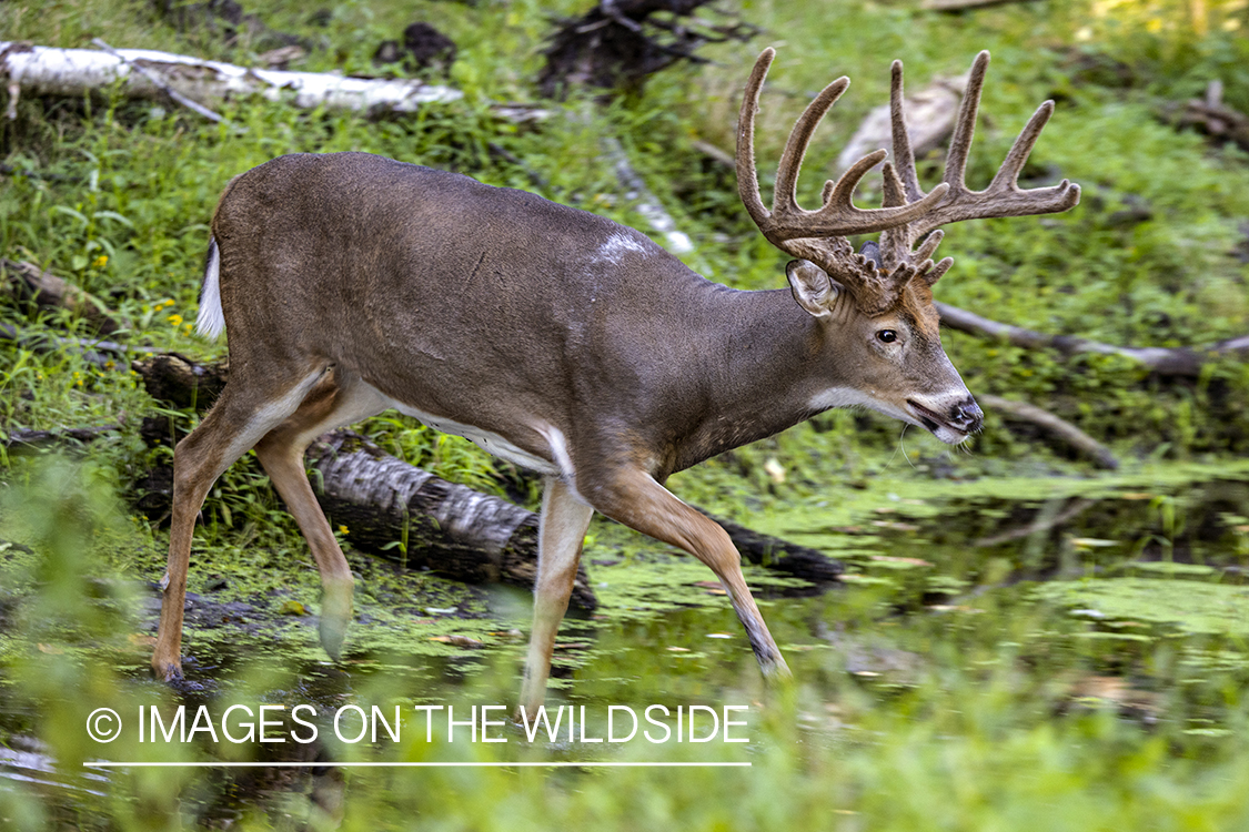 White-tailed buck in habitat.