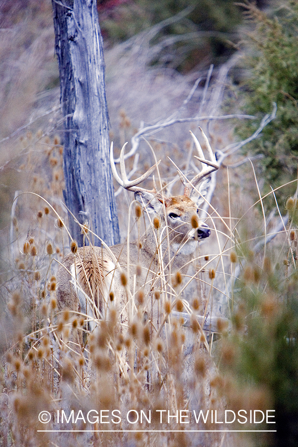 White-tailed deer in habitat