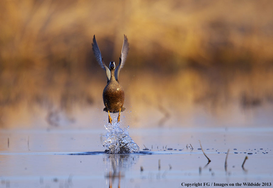 Blue-winged teal taking flight. 