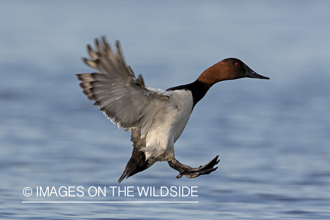 Canvasback in flight.