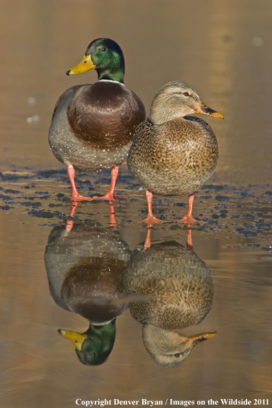 Mallards on ice.