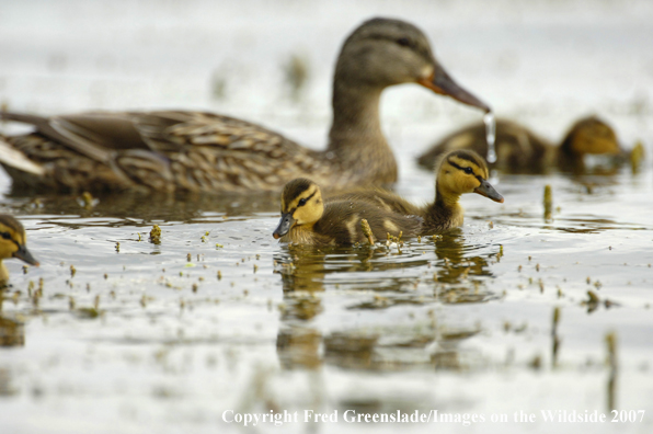 Mallard ducklings feeding