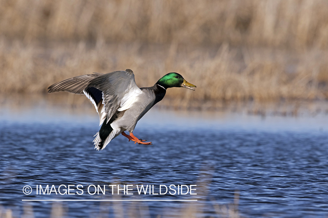 Mallard drake in flight.