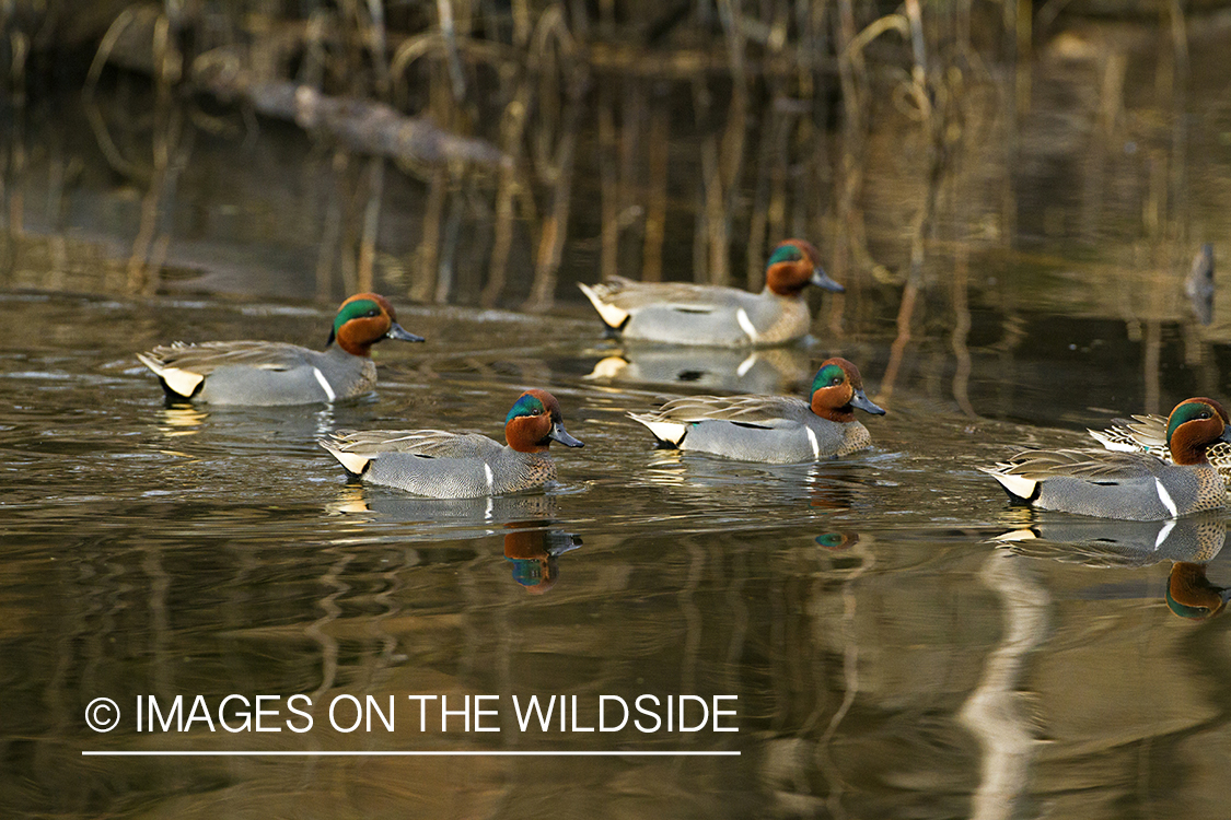 Green-winged Teal flock in habitat.