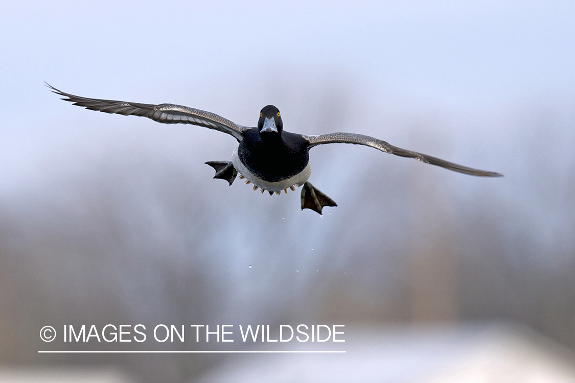 Lesser Scaup duck in flight.