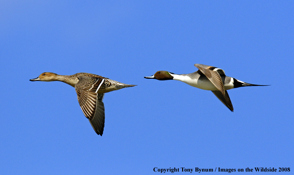 Pintails in habitat