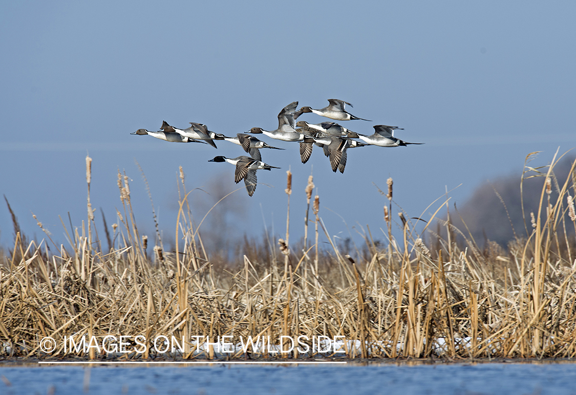 Pintails in flight.