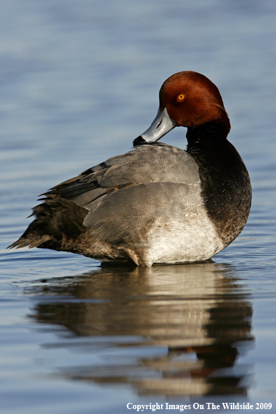 Redhead Drake