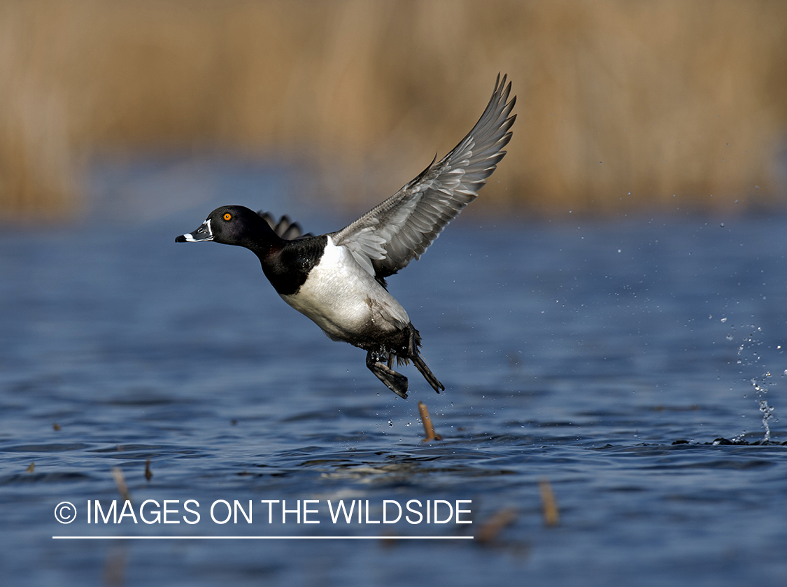 Ring-necked duck taking flight.