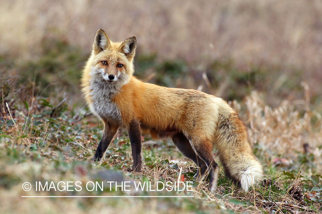 Red Fox in habitat.