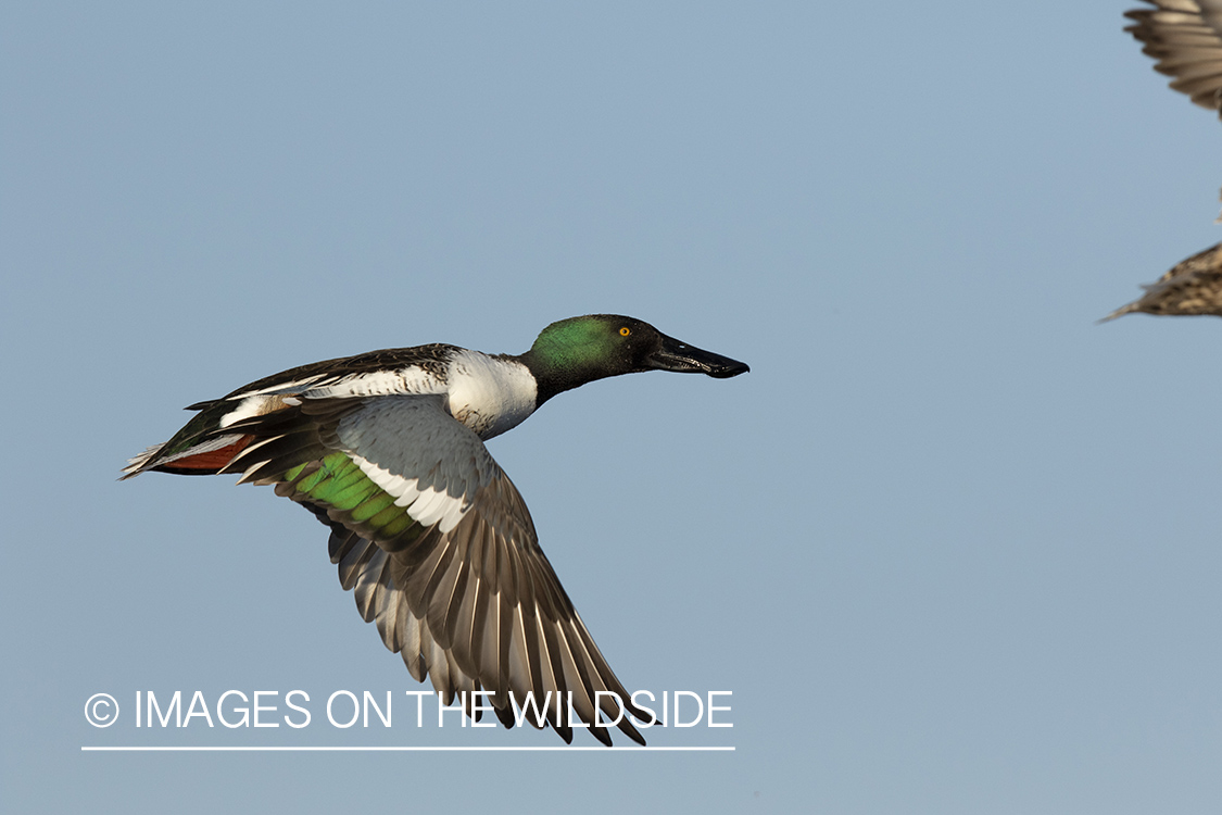 Shoveler duck in flight.