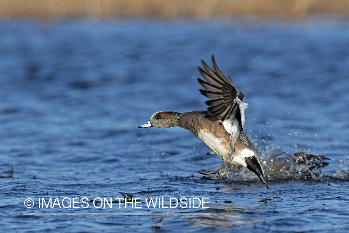 Wigeon drake landing on water.