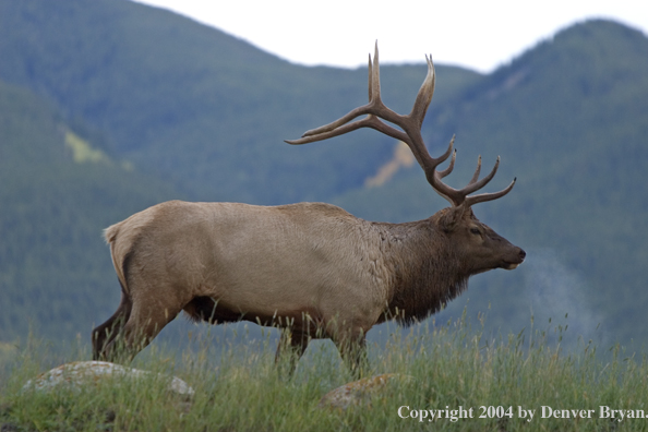 Rocky Mountain bull elk in habitat.