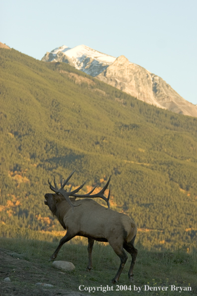 Rocky Mountain bull elk bugling.