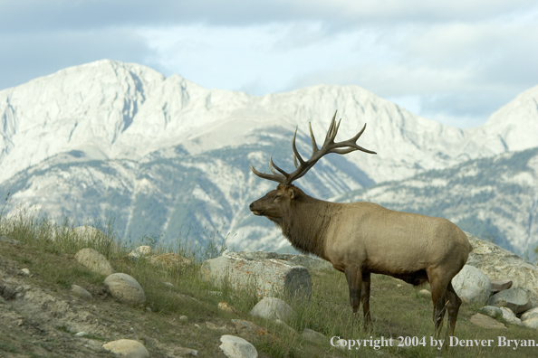 Rocky Mountain bull elk in habitat.