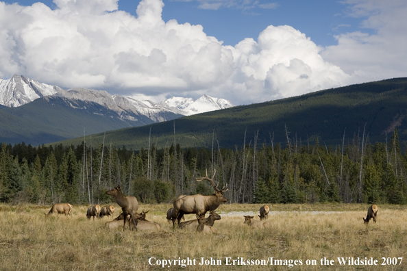 Elk in habitat