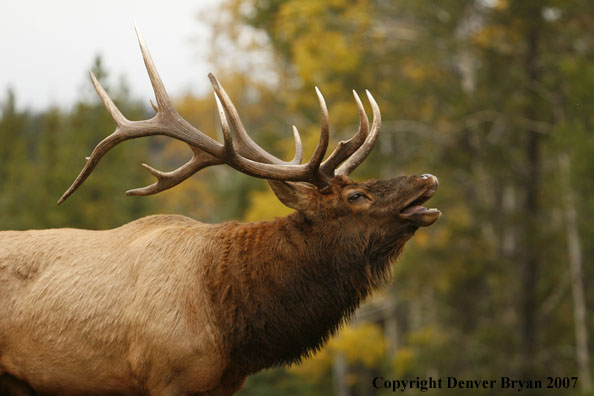 Rocky Mountain Elk bugling