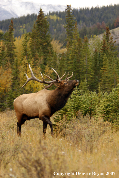 Rocky Mountain Elk 