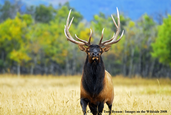 Rocky Mountain Elk in habitat