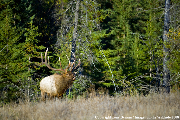 Bull Elk in field