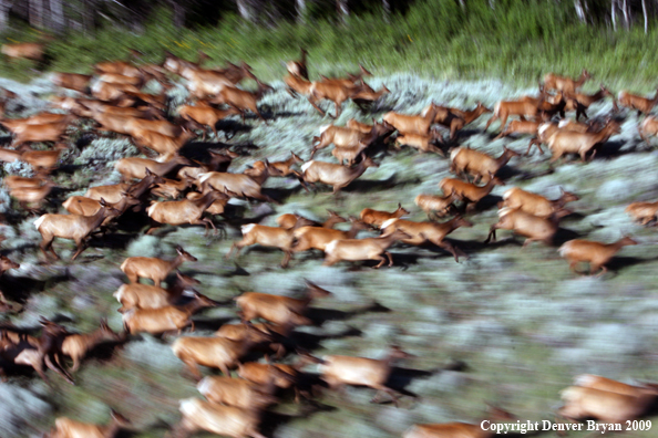 Rocky Mountain Elk in habitat