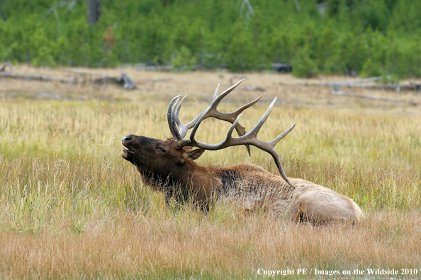 Rocky Mountain bull elk bugling. 