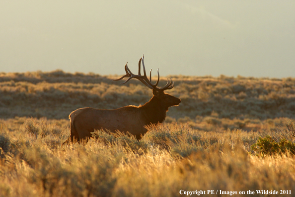 Rocky Mountain elk in habitat. 