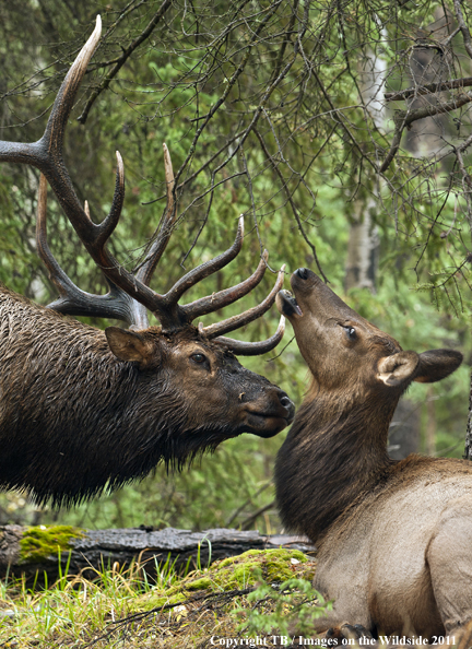 Rocky Mountain bull elk with cow. 