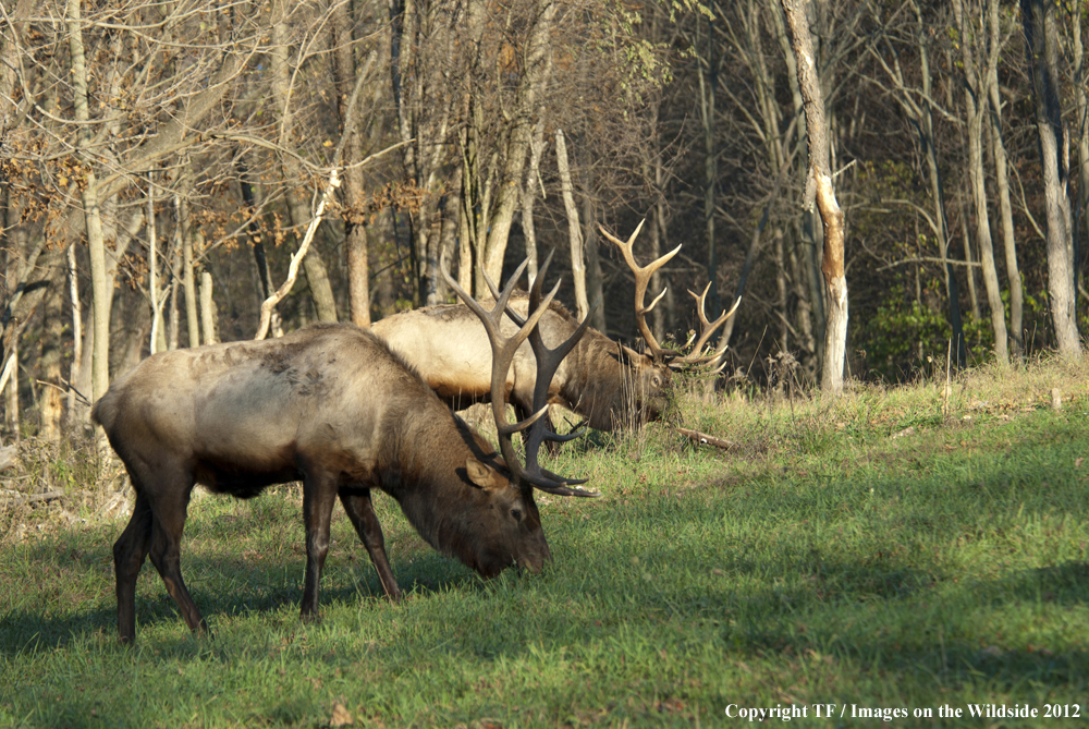 Rock Mountain Elk in habitat. 