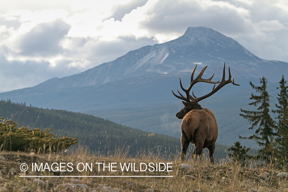 Rocky Mountain Bull Elk in habitat.