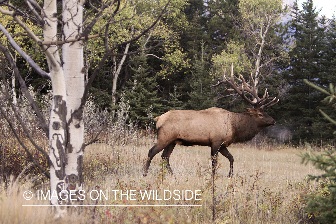 Rocky Mountain Bull Elk in habitat.