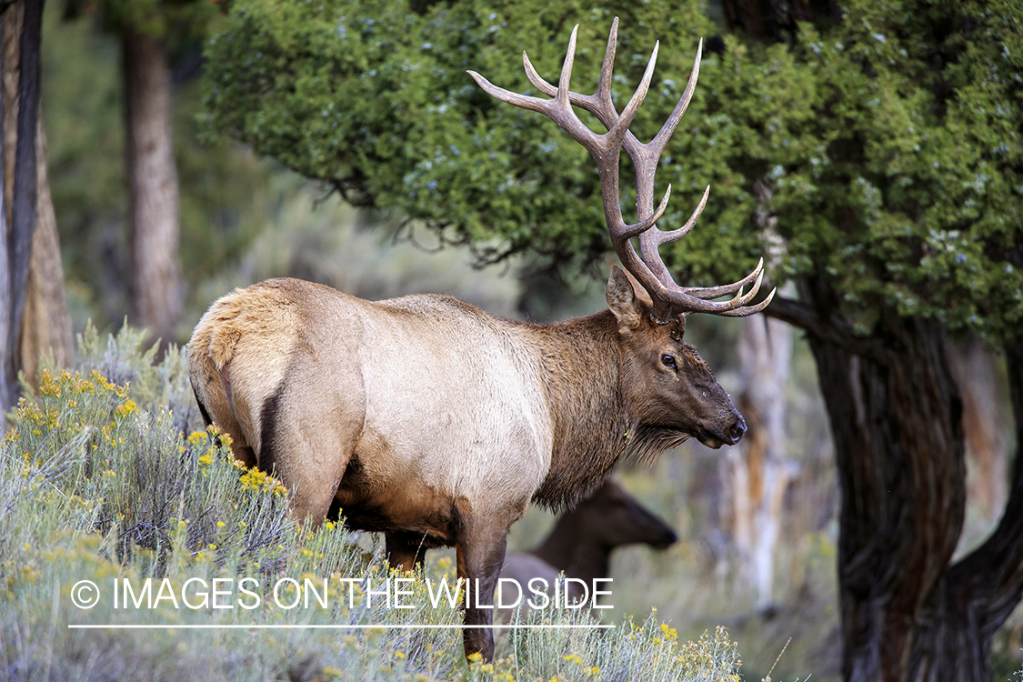 Rocky Mountain Bull Elk in habitat.