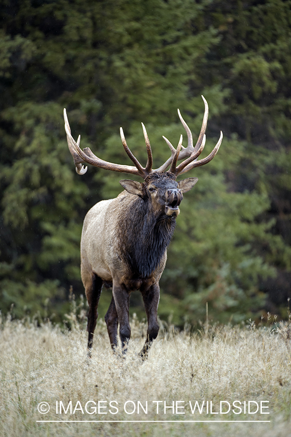 Bull elk doing lip curl.