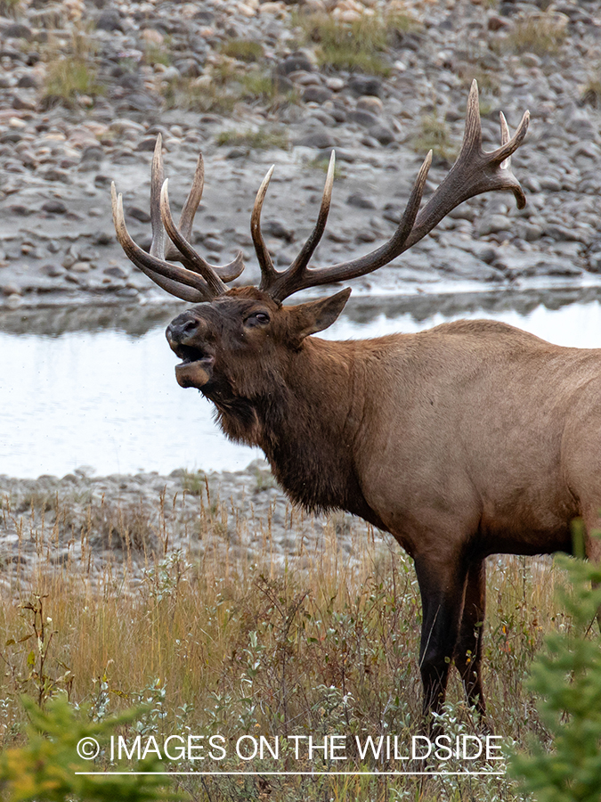 Bull elk in autumn habitat.