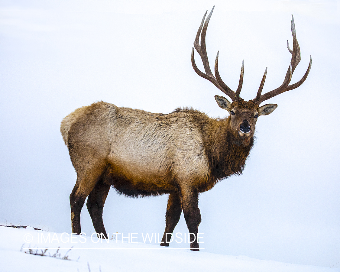 Bull elk in habitat.