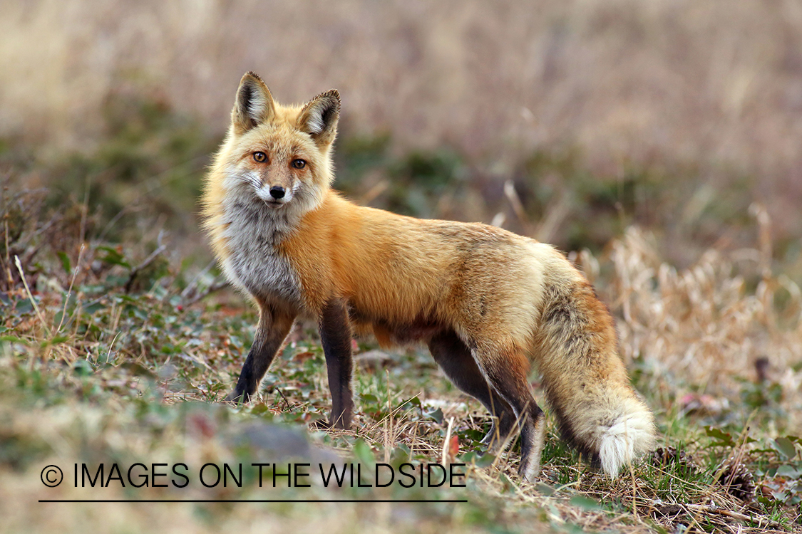 Red Fox in habitat.