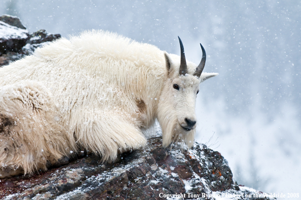 Billy Mountain Goat