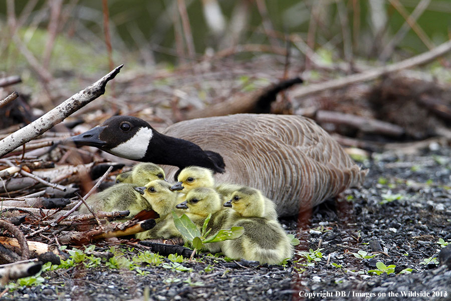 Goose with goslings.