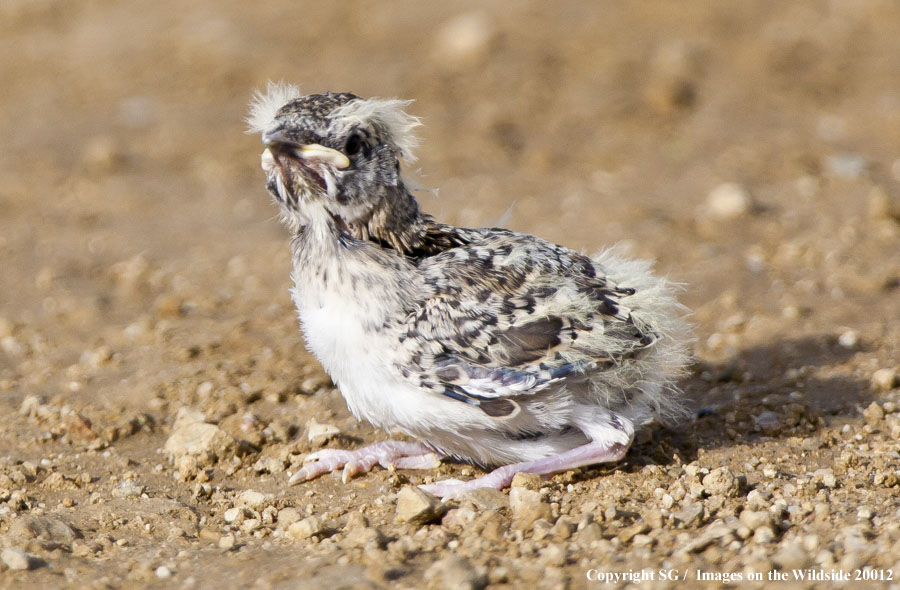 Sage Grouse hatchling.