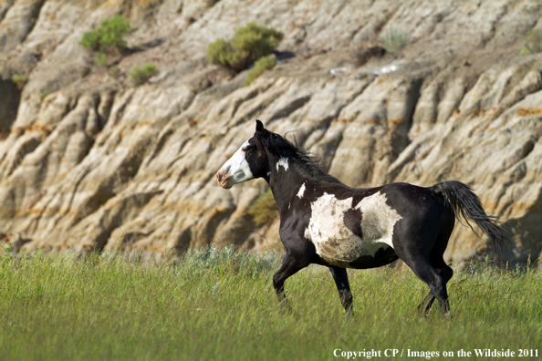 Wild horse in field. 