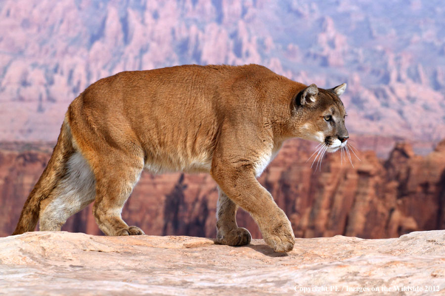 Mountain Lion in habitat.