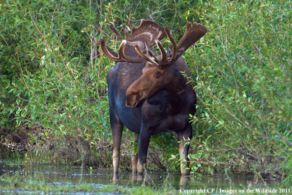 Shiras Moose in habitat. 