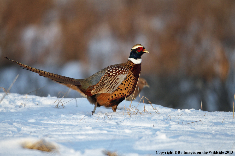 Ring-necked pheasant in field.