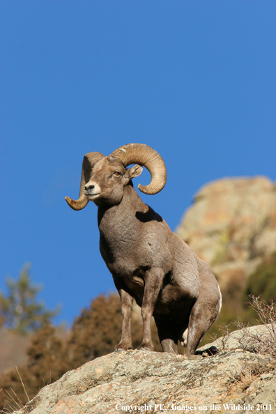 Rocky Mountain Bighorn Sheep in habitat. 