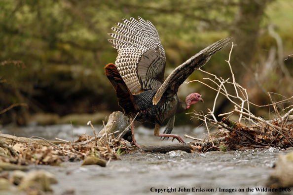 Eastern Wild Turkey walking over water