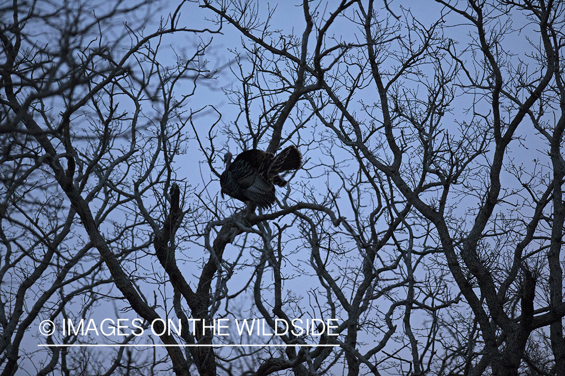 Eastern Wild Turkey perched in tree.