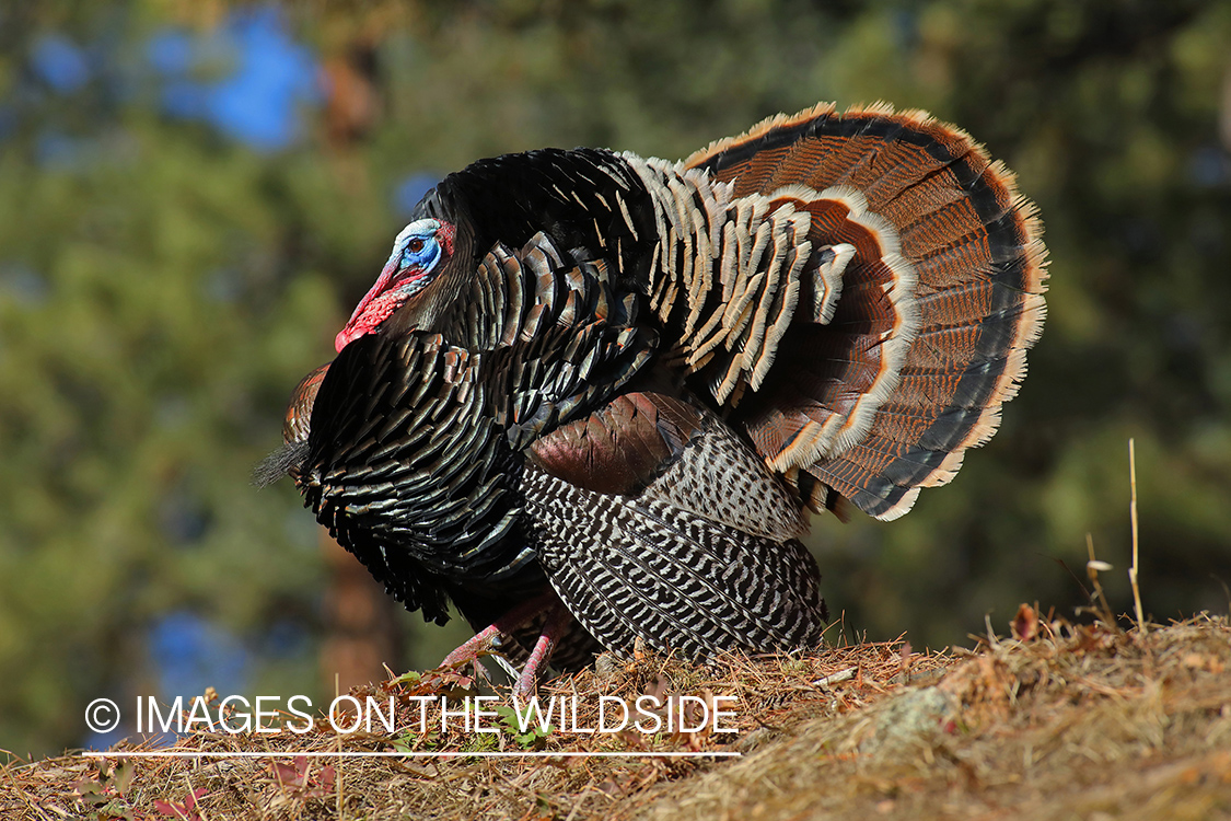 Merriam's turkey tom in full strut.