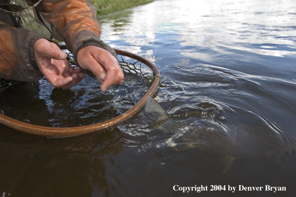 Flyfishermen releasing rainbow trout (close up of trout).